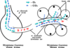 Gas Exchange Clip Art